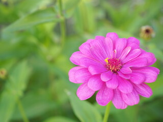 Fototapeta premium Beautiful purple zinnia flower in the garden. 