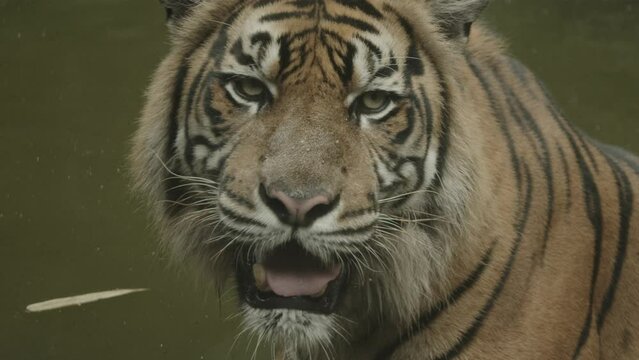 Beautiful tiger relaxing in cold water after a hunt