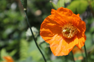 orange poppy flower