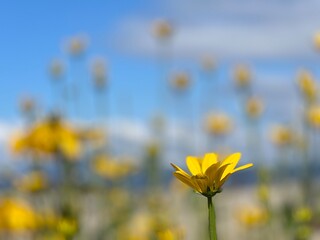 Beach flowers 