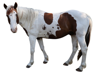 White and brown paint horse standing isolated on a transparent background. 