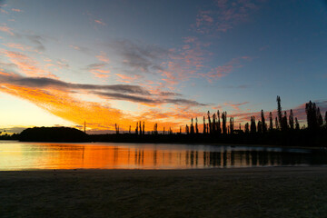 Peachy yellow sunset silhouetted Pine Trees