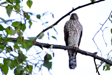A Sharp-shinned Hawk (Accipiter striatus) looks for prey in Alaska's boreal forest.