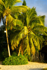Fresh coconut fruit growing palm trees