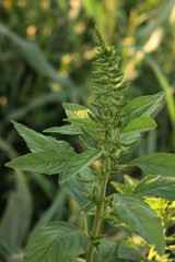 Amaranthus hybridus, commonly called green amaranth in the meadow
