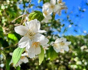 Fototapeta premium White Blossmos 