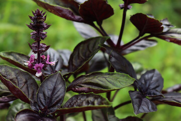 Close-up of flowers of Purple Basil plants in the vegetable garden on summer. Ocimum basilicum 