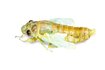 Isolated of macro image newly emerge cicada on white background - 638276283