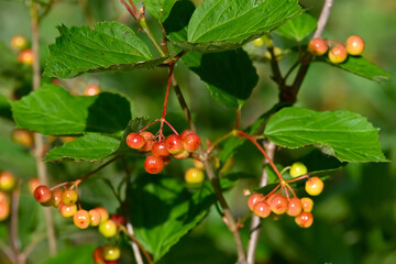 Viburnum edule, commonly known in Alaska as highbush cranberry, grow wild in the boreal forest.