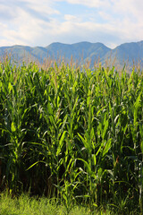 Green corn field with unripe cobs against blue mountains background and blue sky on a sunny summer day