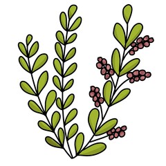 Tanaman hijau dedaunan dengan buah kecil