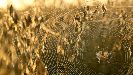  Wasp spider web in the dew of a morning oat field. - Powered by Adobe