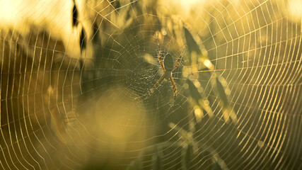 Wasp spider web with dew drops in the oat field in the morning.