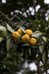 Close-up of ripe persimmons on the branch. - 638279099