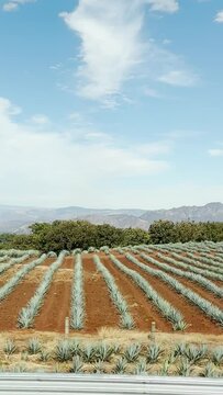 agave de tequila, agave landscape that is a cultural heritage of humanity by unesco, seen from the road