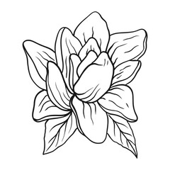 Fototapeta premium Tropical Floral Vector Illustrations