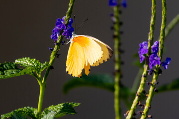 Ein Common Dotted Border Butterfly sitzt saugend an einer violetten Blüte in der Seitenansicht