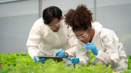 Two scientists holding petri plate and dropping solution to researching about hydroponics vegetable