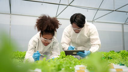 Two scientists holding petri plate and dropping solution to researching about hydroponics vegetable