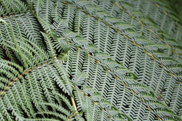 Close up textured abstract of a green fern plant leaf frond