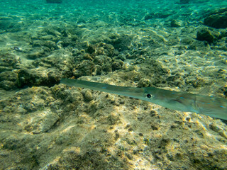 Naklejka na ściany i meble Blue-spotted whistle fish in a coral reef in the Red Sea