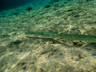 Fototapeta na wymiar Blue-spotted whistle fish in a coral reef in the Red Sea