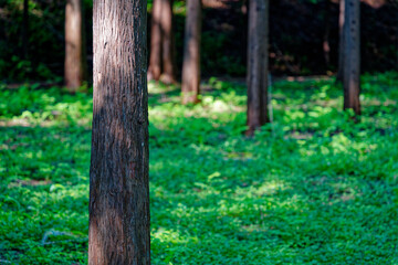 a forest with green grass and trees