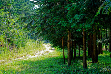 a summer forest with fresh trees