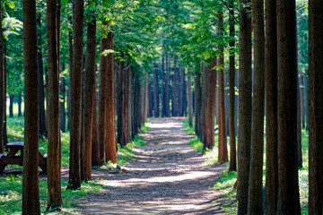 a summer forest with fresh trees
