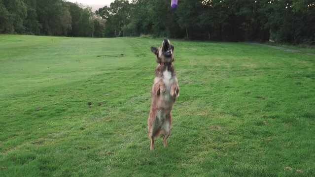 Dog on a grassy field catching a ball, slow motion