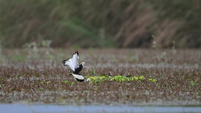 Pheasant tailed jacana matting in breeding Season near nest