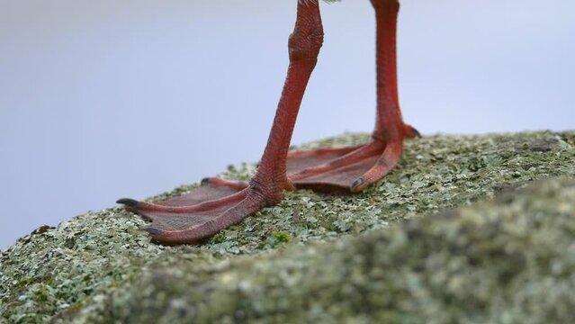 Close up of webbed red feet of a red-billed gull standing on a rock