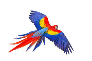 Colorful flying parrot isolated on transparent background png file