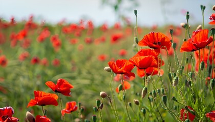 field of red poppies Ai generative