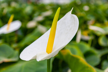 Anturios o Anthurium en Viveros de Chiapas
