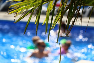 Liść palmy na tle niebieskiej wody latem. Widok Karaiby. 