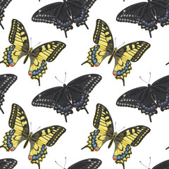 Butterfly pattern (two species of butterflies, front view) isolated transparent background