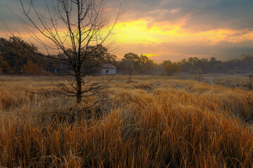 A beauty of an autumn morning with sunlight on a fluffy dry grass texture with a dreamy perspective.