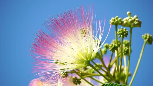 Persian silk tree Albizia julibrissin flowers resembling starbursts of pink silky threads. Pink siris, silk tree acacia Albizia julibrissin during flowering period. Close-up Slow motion