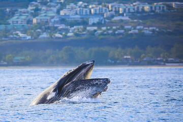 Humpback whales playing in Reunion island