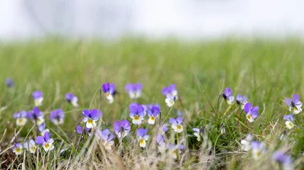 Fototapeten wild pansy flowers on a meadow in iceland in summer © Sonja Birkelbach
