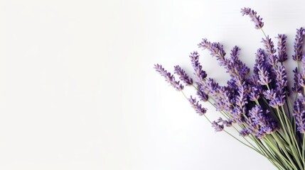 lavender flower on white background 