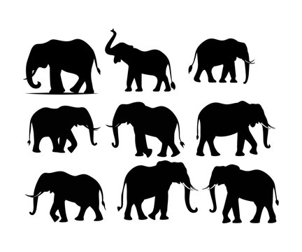 Set of elephant silhouettes in different poses of african elephant or jungle elephant and asian elephant with big ears - vector illustration
