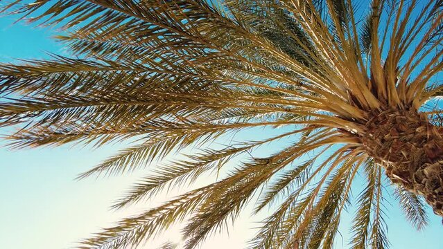 date palm plantation deglet nour with sun rays in the region of biskra algeria