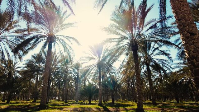 date palm plantation deglet nour with sun rays in the region of biskra algeria