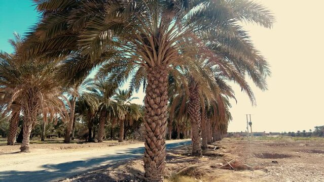 date palm plantation deglet nour in the region of biskra algeria