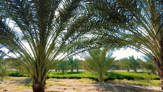 date palm plantation deglet nour with sun rays in the region of biskra algeria