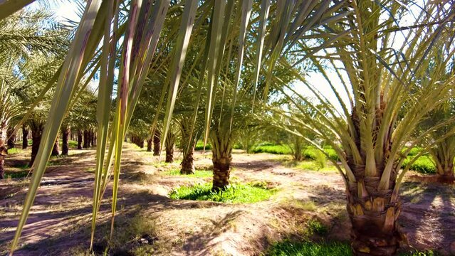 date palm plantation deglet nour in the region of biskra algeria