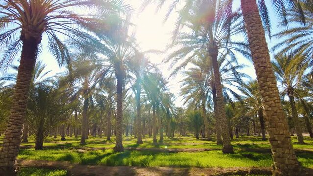 date palm plantation deglet nour with sun rays in the region of biskra algeria