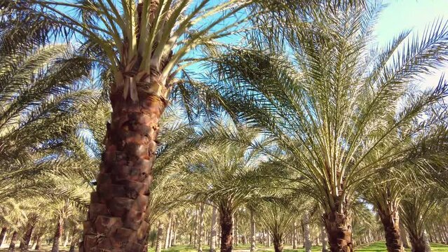 date palm plantation deglet nour with sun rays in the region of biskra algeria